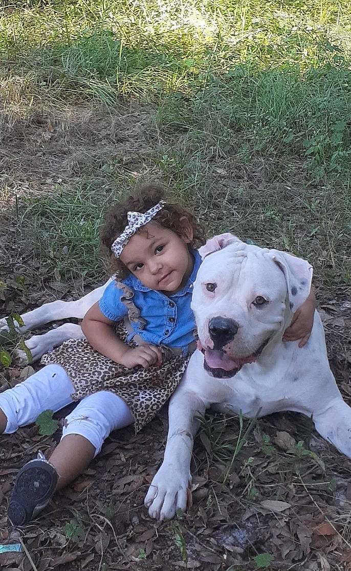 Triton is registered to the contest to win money with this photo: canidae, carnivore, companion_dog, dog, dog_breed, fawn, grass, happy, hat, people_in_nature, plant, shorts, smile, snout, sock, soil, sporting_group, thigh, toddler, working_animal