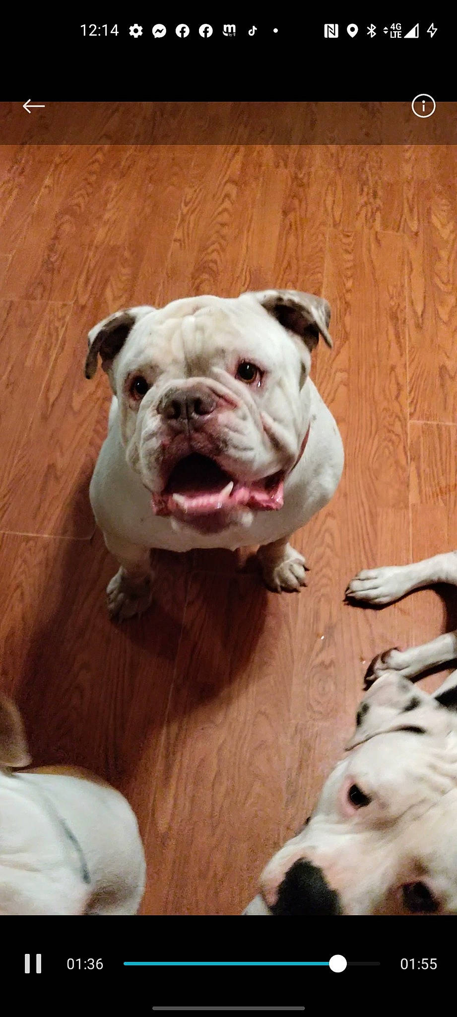 Max is registered to the contest to win money with this photo: bulldog, carnivore, comfort, companion_dog, dog, dog_breed, dog_supply, fawn, fur, mammal, natural_material, non_sporting_group, paw, snout, sporting_group, terrestrial_animal, vertebrate, white, working_animal, wrinkle
