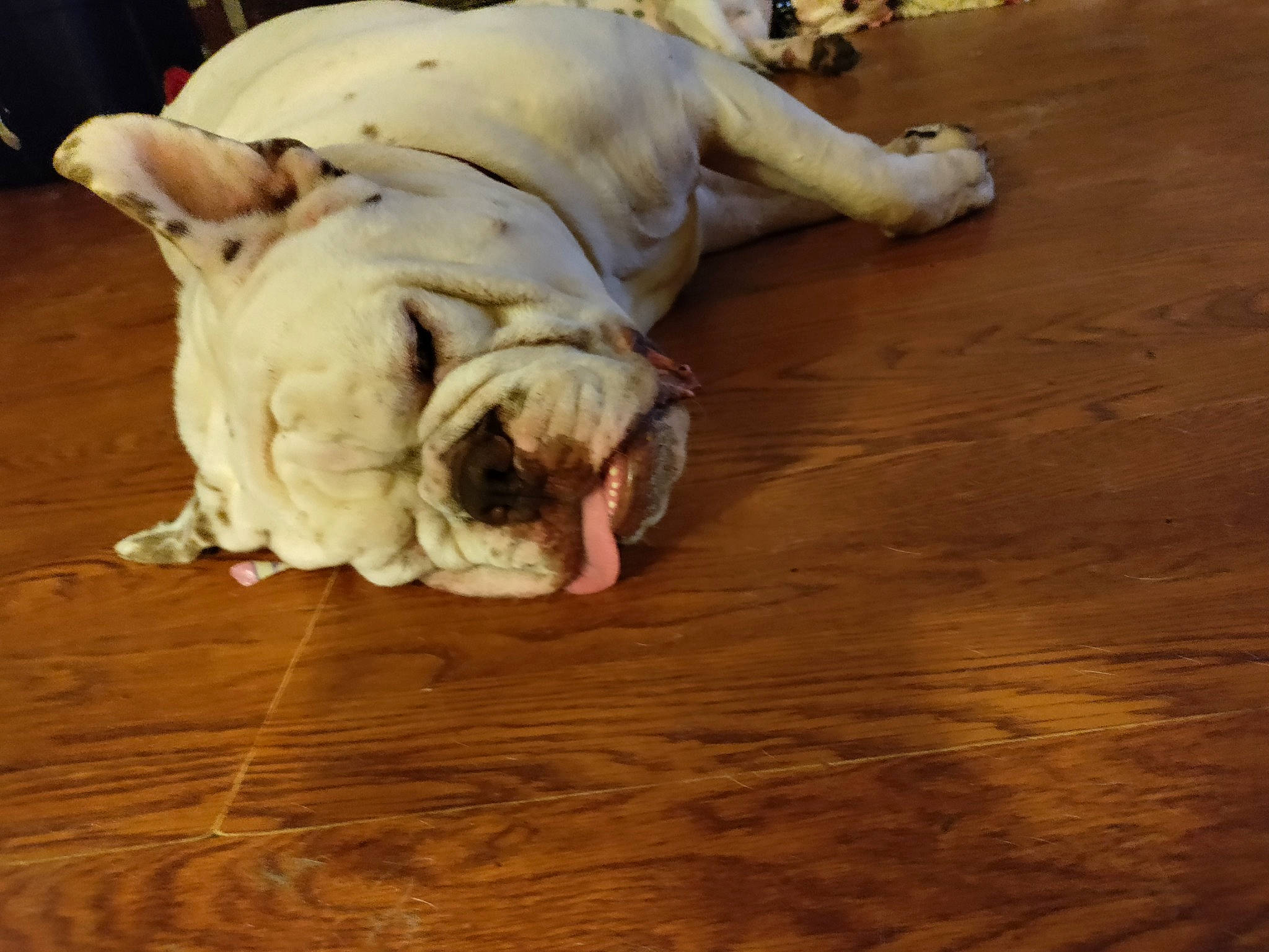 Max joined the competition — help win amazing prizes! carnivore, comfort, companion_dog, dog, dog_breed, fawn, felidae, floor, flooring, hardwood, laminate_flooring, plank, snout, terrestrial_animal, toy_dog, varnish, wood, wood_stain, working_animal, wrinkle