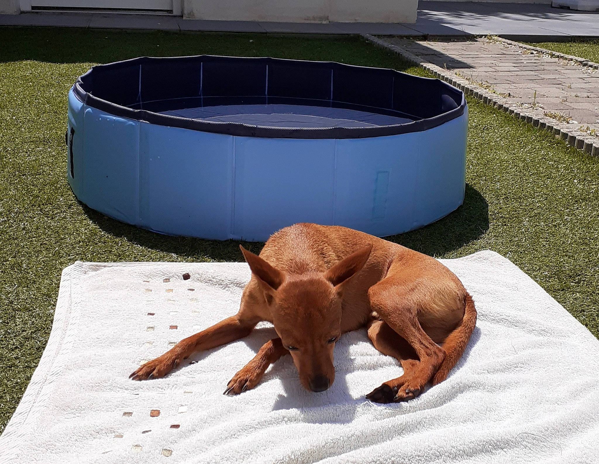 Isko participe au concours pour gagner de l'argent avec cette photo : carnivore, comfort, companion_dog, dog, dog_breed, fawn, flooring, grass, hardwood, lawn, liver, mammal, outdoor_furniture, pet_supply, sporting_group, tail, toy, toy_dog, wood, working_animal