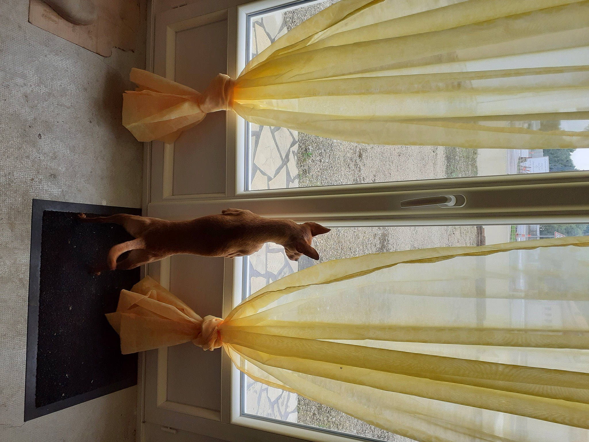 Isko participe au concours pour gagner de l'argent avec cette photo : ceiling, curtain, door, dress, floor, glass, hardwood, interior_design, line, material_property, molding, shade, textile, tints_and_shades, wall, window, window_covering, window_treatment, wood, wood_stain