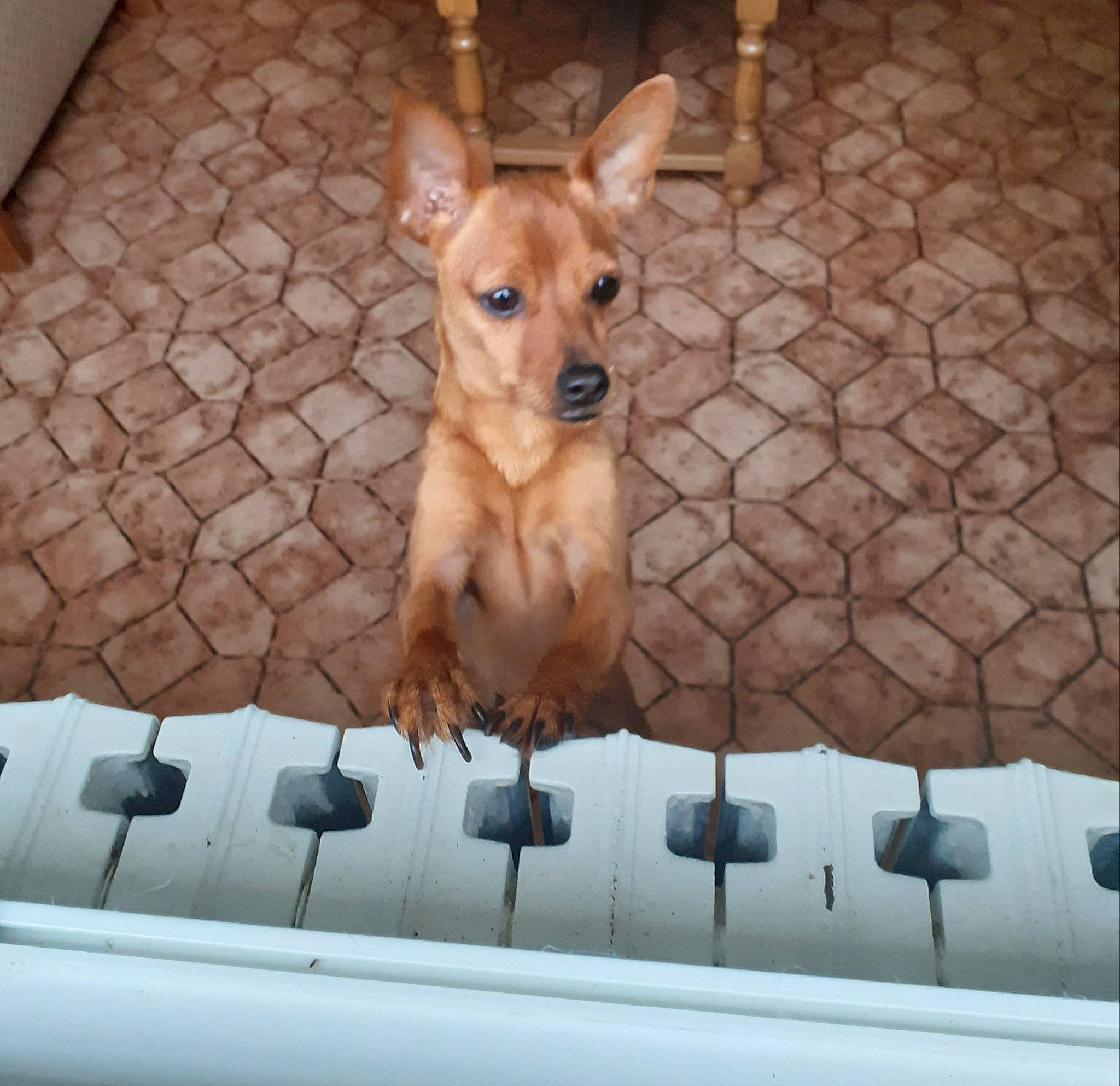 Isko a rejoint le concours — aidez-le/la à gagner de superbes lots ! canidae, carnivore, chihuahua, comfort, companion_dog, dog, dog_breed, dog_supply, fawn, flooring, paw, pet_supply, snout, sporting_group, tail, toy_dog, vertebrate, whiskers, wood, working_animal