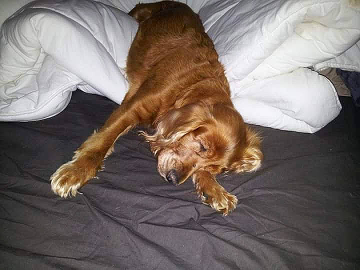 Chipy a rejoint le concours — aidez-le/la à gagner de superbes lots ! canidae, carnivore, comfort, companion_dog, dog, dog_breed, fawn, fur, hardwood, liver, sporting_group, tail, wood, working_animal