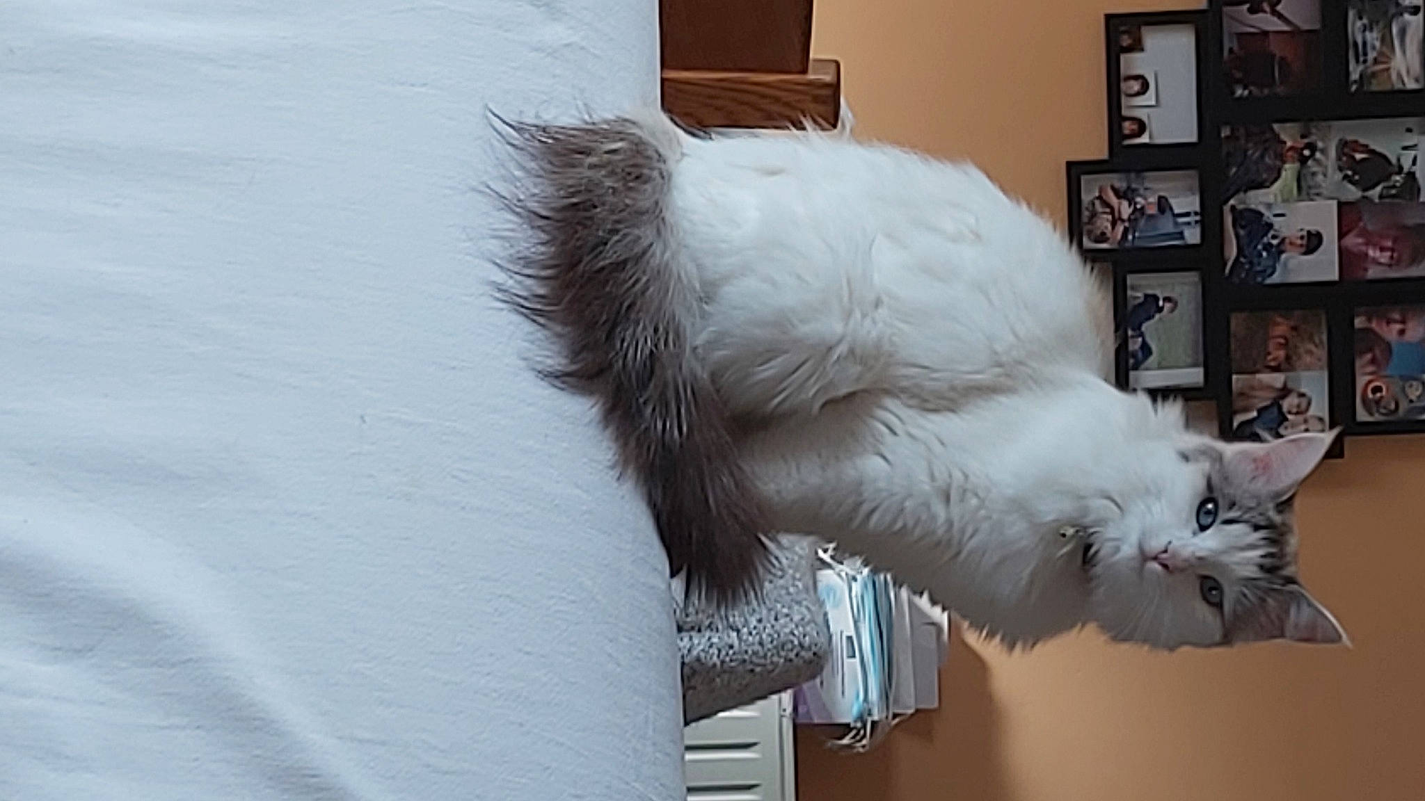 Guimauve a rejoint le concours — aidez-le/la à gagner de superbes lots ! british_longhair, carnivore, cat, claw, domestic_short_haired_cat, felidae, fur, grey, paw, picture_frame, small_to_medium_sized_cats, tail, whiskers, window