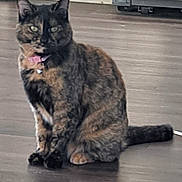 Princess Pebbles joined the competition — help win amazing prizes! animal, bell, cat, collar, curious, domestic, ears, eyes, feline, floor, fur, home, indoor, mammal, pet, sitting, tail, tortoiseshell_cat, whiskers, wooden_floor
