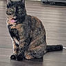 animal, bell, cat, collar, curious, domestic, ears, eyes, feline, floor, fur, home, indoor, mammal, pet, sitting, tail, tortoiseshell_cat, whiskers, wooden_floor