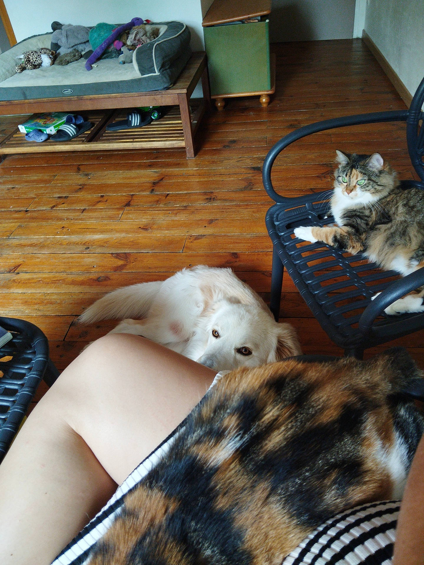 Backi a rejoint le concours — aidez-le/la à gagner de superbes lots ! blue, carnivore, cat, comfort, companion_dog, desk, dog_breed, domestic_short_haired_cat, fawn, felidae, floor, flooring, fur, hardwood, mammal, room, small_to_medium_sized_cats, tail, whiskers, wood