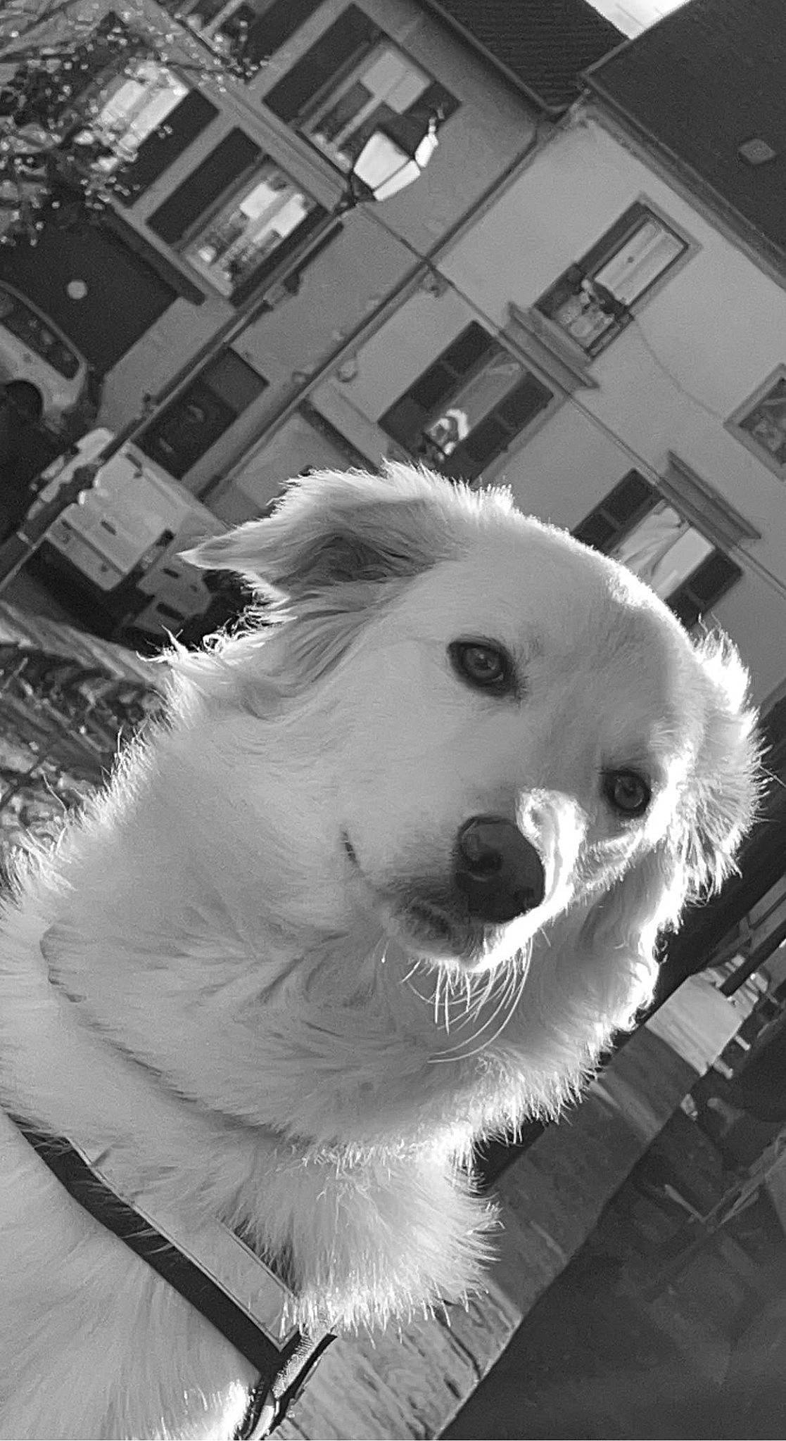 Backi a rejoint le concours — aidez-le/la à gagner de superbes lots ! black_and_white, canidae, carnivore, companion_dog, dog, dog_breed, fang, fur, jaw, mammal, monochrome, monochrome_photography, pet_supply, samoyed, snout, sporting_group, style, whiskers, window, working_animal