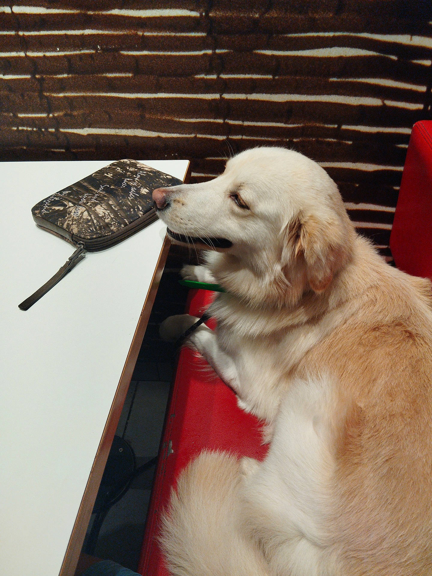 Backi participe au concours pour gagner de l'argent avec cette photo : canidae, carnivore, companion_dog, dog, dog_breed, dog_collar, dog_supply, fawn, flooring, fur, mammal, paw, pet_supply, sporting_group, vertebrate