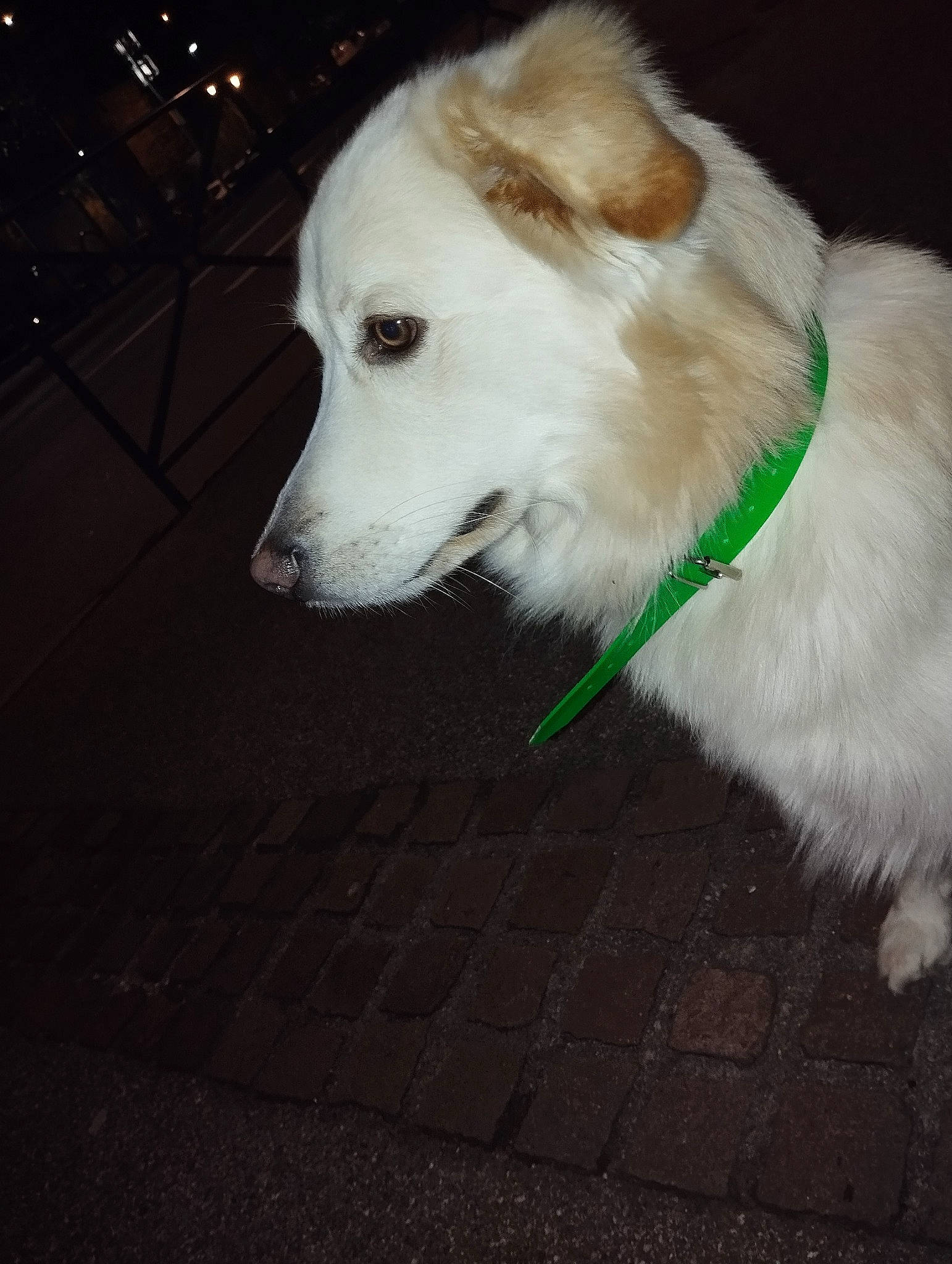 Backi participe au concours pour gagner de l'argent avec cette photo : canidae, carnivore, collar, companion_dog, darkness, dog, dog_breed, dog_collar, dog_supply, flooring, fur, road_surface, samoyed, snout, sporting_group, tail, volpino_italiano, whiskers, working_animal, working_dog