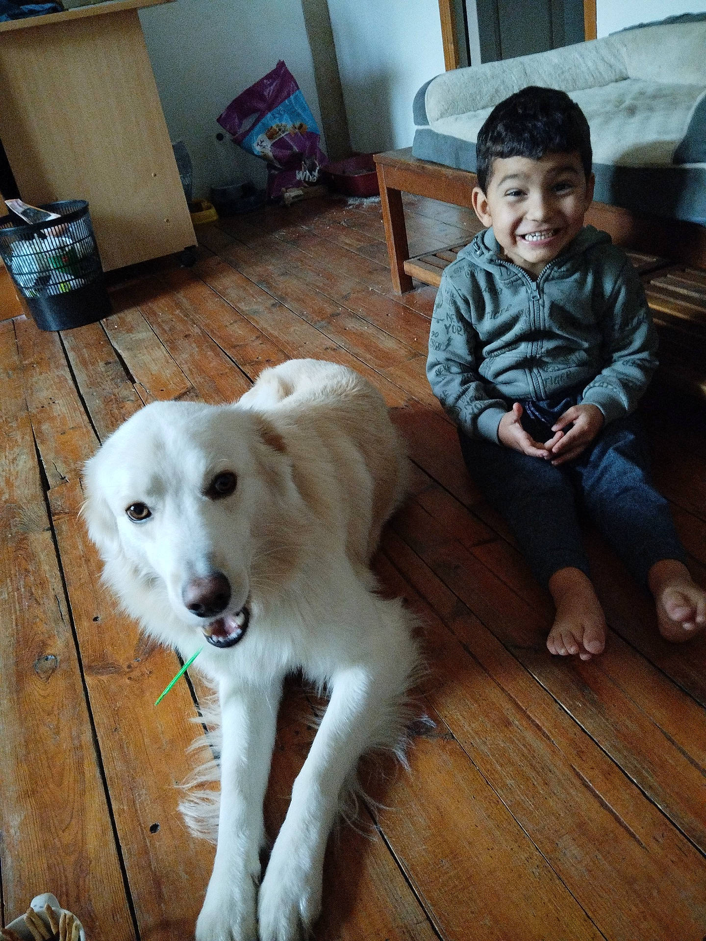 Backi a rejoint le concours — aidez-le/la à gagner de superbes lots ! baby_toddler_clothing, canidae, carnivore, chair, companion_dog, dog, dog_breed, fawn, flooring, fur, hardwood, livestock_guardian_dog, sitting, smile, snout, sporting_group, toddler, wood, working_animal, working_dog