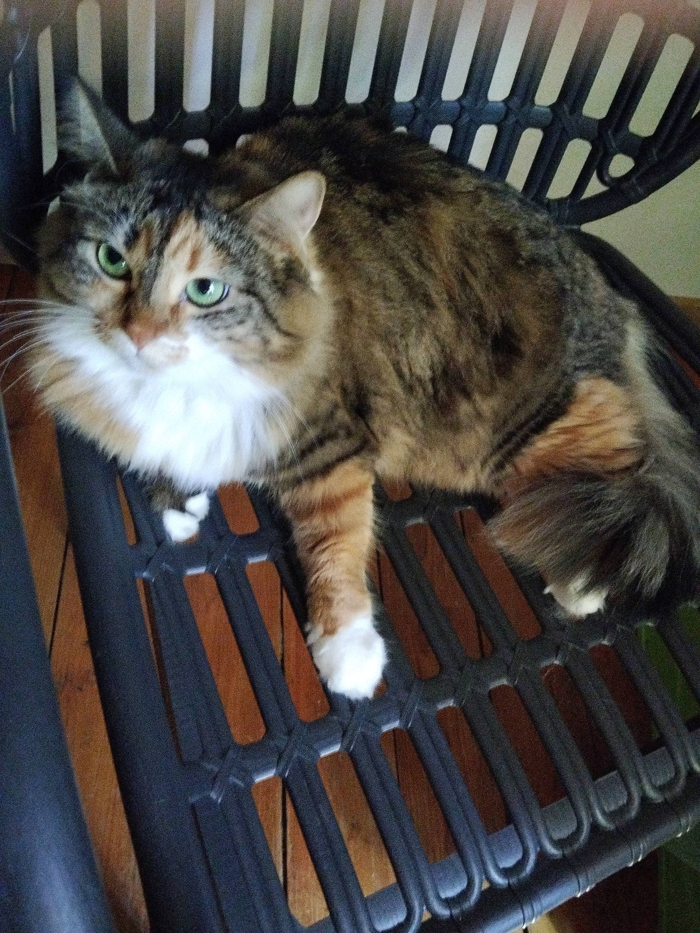 Fraise Et Framboises Et Pommes participe au concours pour gagner de l'argent avec cette photo : animal_shelter, box, cardboard, carnivore, cat, claw, comfort, domestic_short_haired_cat, drawer, felidae, fur, lap, maine_coon, paw, sitting, small_to_medium_sized_cats, snout, tail, terrestrial_animal, whiskers