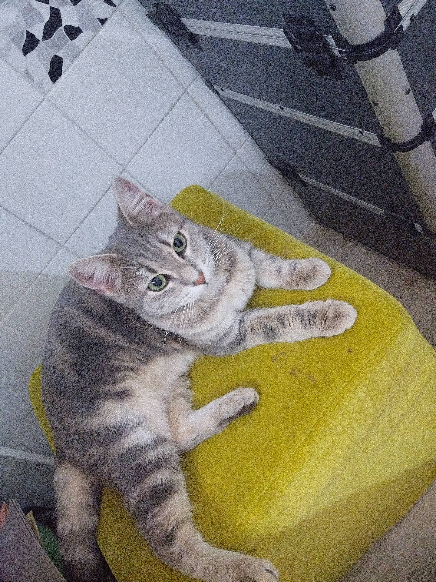 Fraise Et Framboises Et Pommes participe au concours pour gagner de l'argent avec cette photo : carnivore, cat, claw, comfort, domestic_short_haired_cat, felidae, flooring, fur, grey, paw, small_to_medium_sized_cats, snout, tail, whiskers