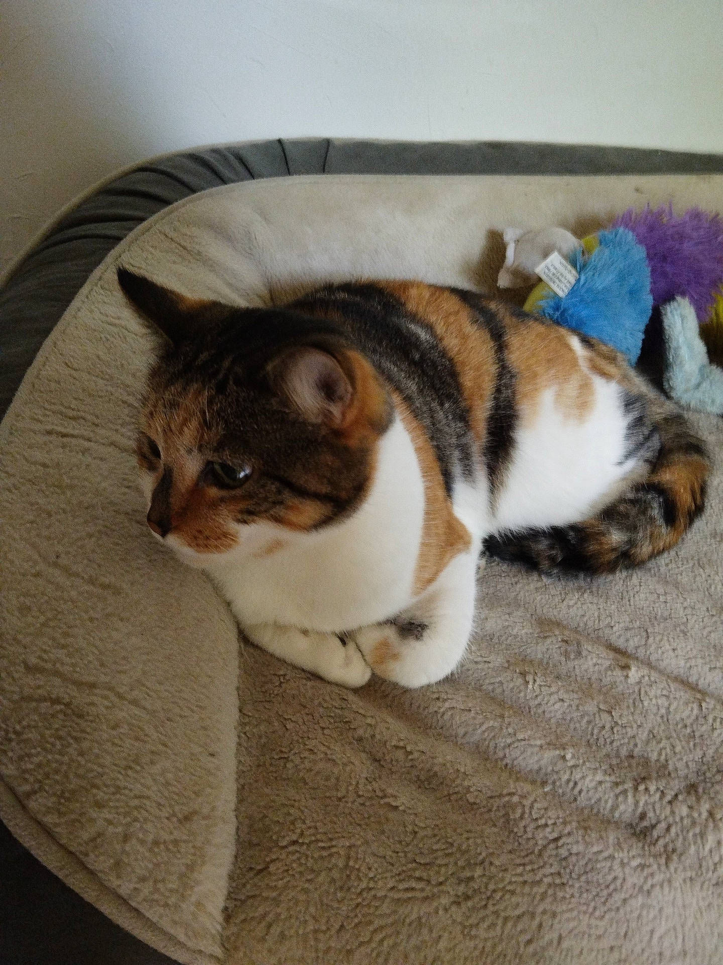 Fraise Et Framboises Et Pommes participe au concours pour gagner de l'argent avec cette photo : brown, carnivore, cat, comfort, domestic_short_haired_cat, felidae, flooring, fur, hardwood, linens, paw, porch, small_to_medium_sized_cats, tail, terrestrial_animal, whiskers, wood