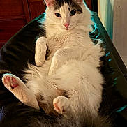 Nico is registered to the contest to win money with this photo: animal, cat, closeup, curious, cute, ears, fluffy, fur, gray, indoor, leather_surface, lounging, paw, pet, pink_paw_pads, portrait, relaxed, tail, whiskers, white