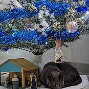 Nala a rejoint le concours — aidez-le/la à gagner de superbes lots ! adult, animal, architecture, bride, building, cat, christmas, christmasdecorations, female, festival, fir, lighting, outdoors, person, pet, plant, shelter, tree, wedding, woman