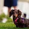 dog, puppy, dachshund, grass, pink_harness, outdoor, pet, animal, cute, brown_dog, small_dog, young_dog, fur, canine, nature, sunlight, portrait, closeup, sitting, pet_accessory