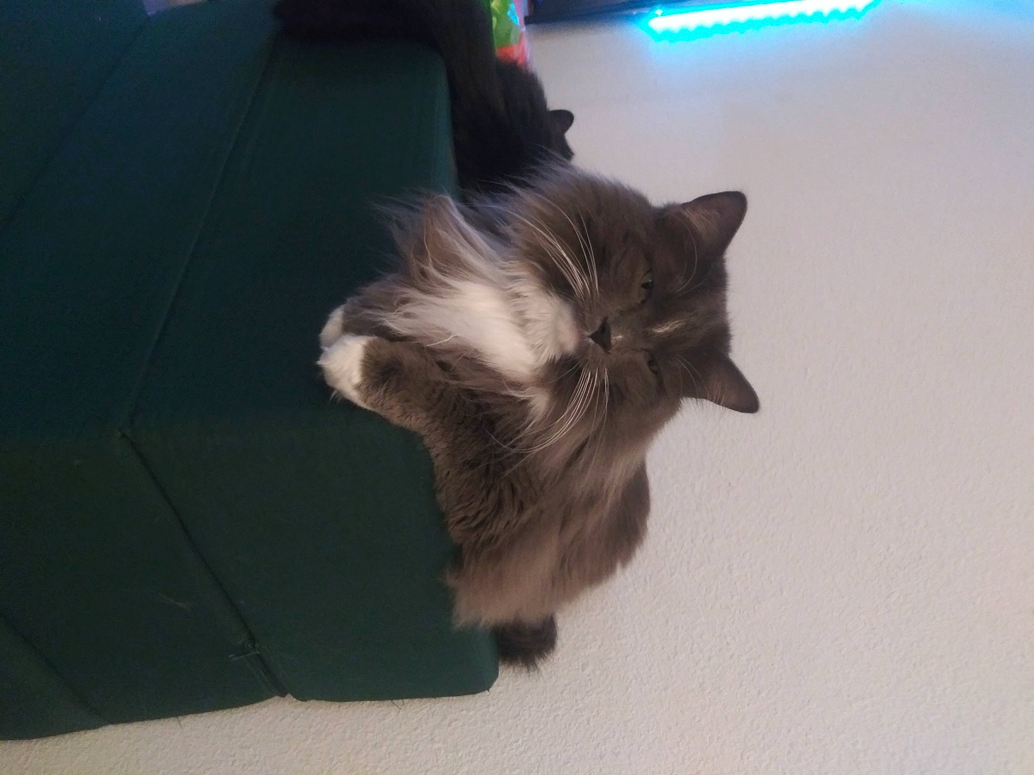 Groot joined the competition — help win amazing prizes! canidae, carnivore, cat, claw, cloud, dog_breed, domestic_short_haired_cat, ear, felidae, flooring, fur, hardwood, paw, shadow, small_to_medium_sized_cats, snout, tail, whiskers, wing