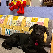 Maddie is registered to the contest to win money with this photo: animal, black_dog, colorful, companion, couch, cozy, dog, elmo, furniture, indoor, living_room, patchwork, pet, plush_toy, puppy, quilt, relaxed, seated, soft_toy, toy