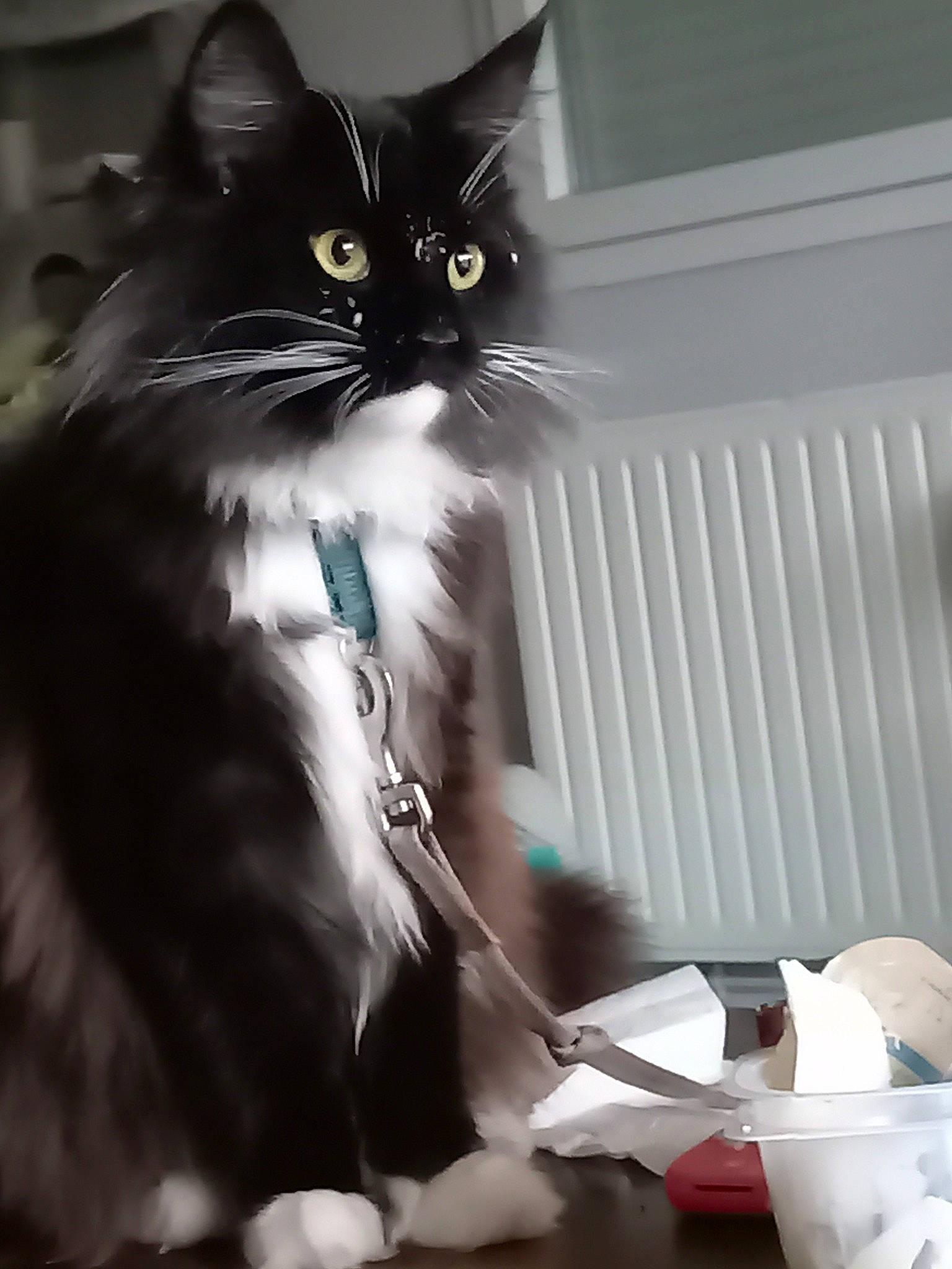 Umber participe au concours pour gagner de l'argent avec cette photo : black_cat, carnivore, cat, claw, darkness, domestic_short_haired_cat, felidae, formal_wear, fur, monochrome, monochrome_photography, paw, shadow, sitting, small_to_medium_sized_cats, snout, stairs, tail, whiskers, window