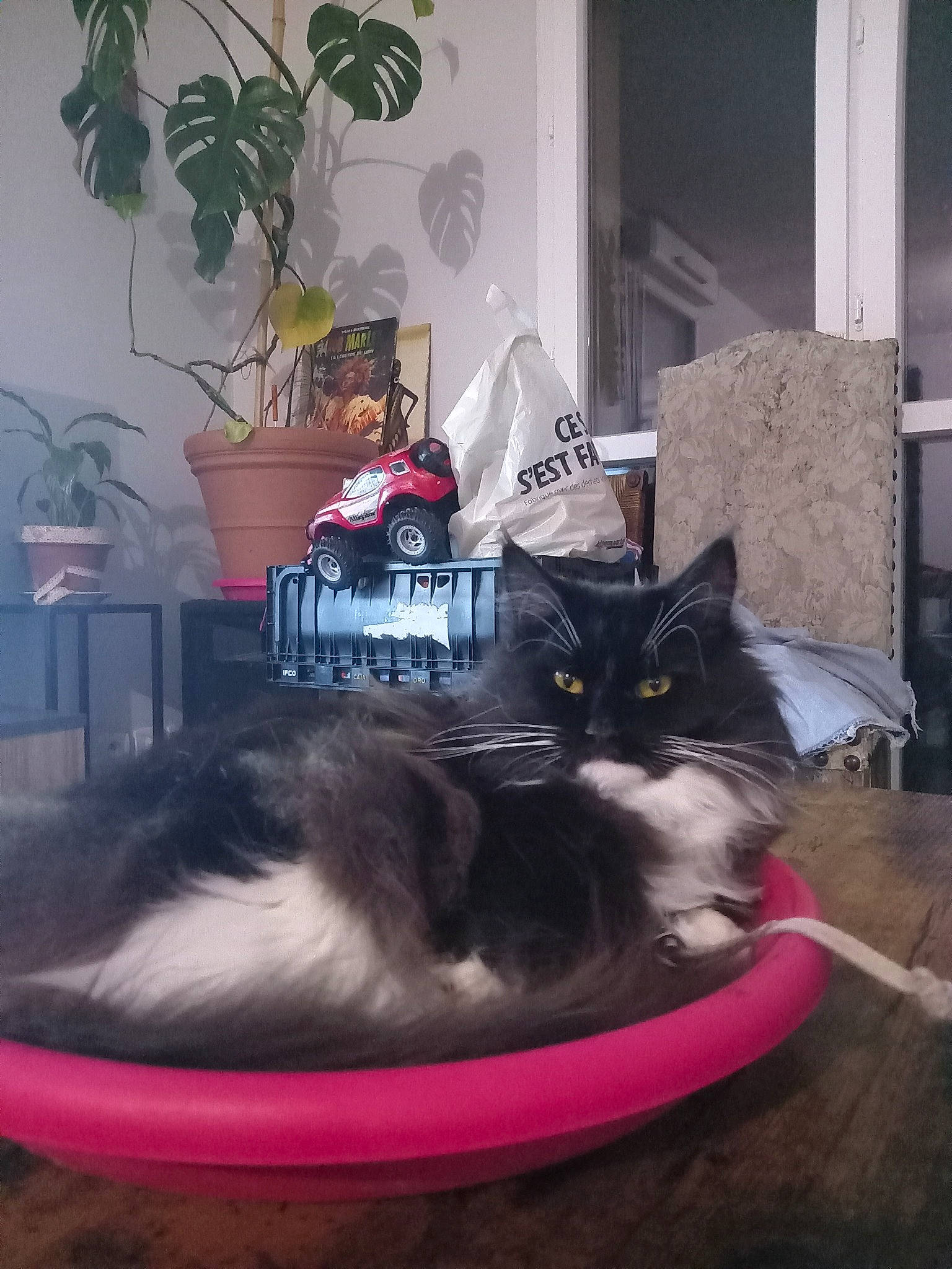 Umber a rejoint le concours — aidez-le/la à gagner de superbes lots ! carnivore, cat, cat_supply, comfort, domestic_short_haired_cat, felidae, flooring, flowerpot, fur, hardwood, house, houseplant, mammal, pet_supply, plant, room, small_to_medium_sized_cats, tail, vertebrate, whiskers