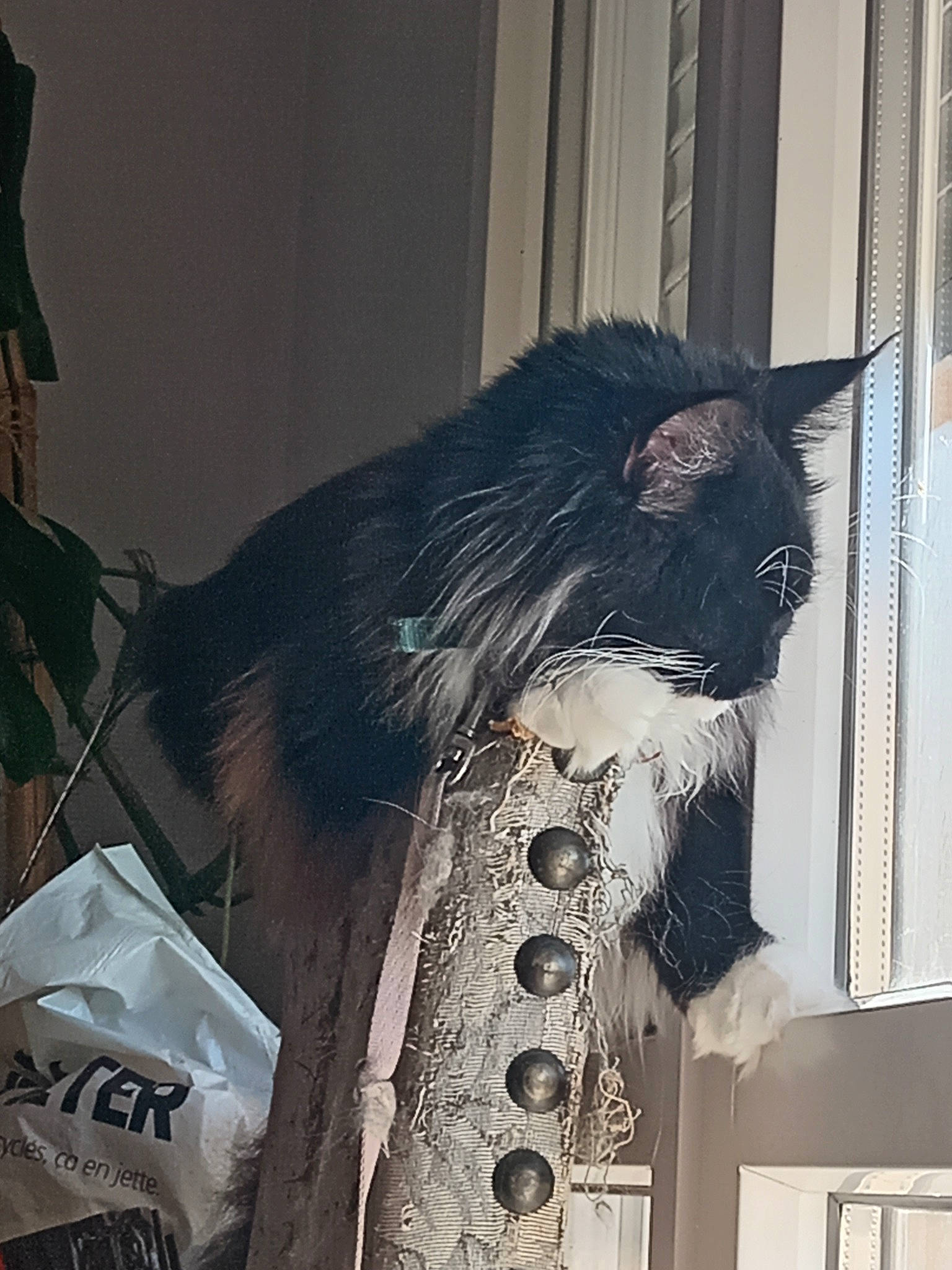 Umber participe au concours pour gagner de l'argent avec cette photo : art, black_cat, carnivore, cat, domestic_short_haired_cat, event, feather, felidae, fur, glass, grey, metal, small_to_medium_sized_cats, snout, tail, tints_and_shades, tree, whiskers, window, winter