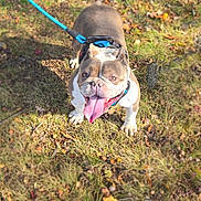 Journey is registered to the contest to win money with this photo: dog, bulldog, leash, grass, autumn, leaves, tongue_out, happy, pet, outdoor, animal, canine, brown, white, sunlight, nature, playful, closeup, walking, excited