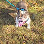dog, bulldog, leash, grass, autumn, leaves, tongue_out, happy, pet, outdoor, animal, canine, brown, white, sunlight, nature, playful, closeup, walking, excited