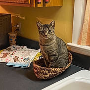 Rosie joined the competition — help win amazing prizes! basket, cat, coffee_cup, cozy, curious, curtains, dish_towels, domestic_animal, feline, household, indoor, kitchen_counter, pet, pink_handles, sink, sitting, tabby_cat, window, wooden_cabinets, yellow_wall