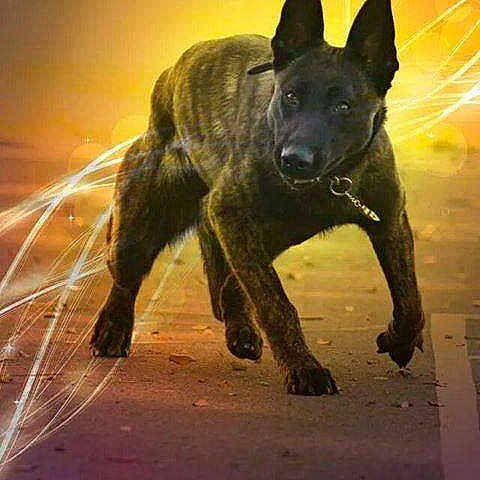 Ida Du Royaume Des 7 Îles