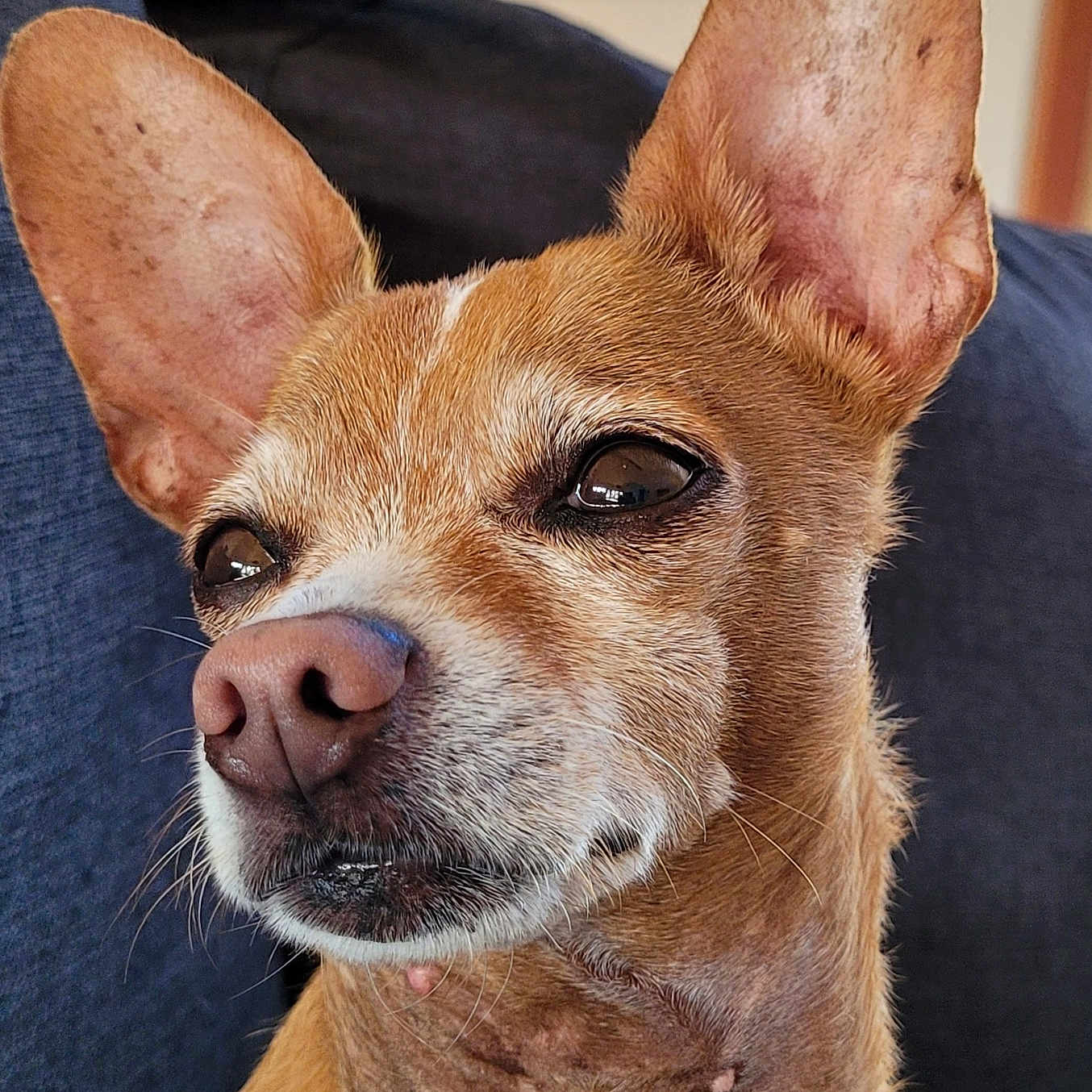 Bean joined the competition — help win amazing prizes! animal, bulldog, canine, chihuahua, couch, cushion, dog, frenchbulldog, furniture, homedecor, hound, husky, pet, puppy, snout, terrier