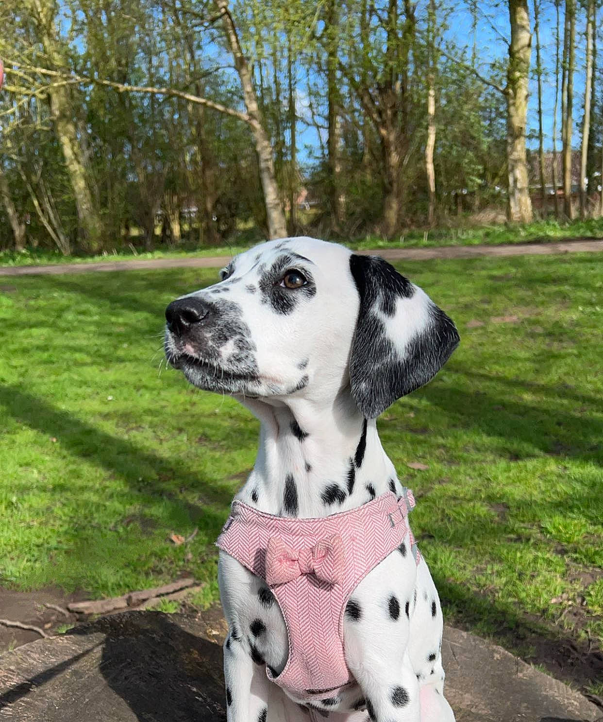 Perdy is registered to the contest to win money with this photo: canidae, carnivore, collar, companion_dog, dalmatian, dog, dog_breed, dog_collar, dog_supply, fawn, grass, pet_supply, plant, sky, snout, sporting_group, terrestrial_animal, tree, working_animal, working_dog