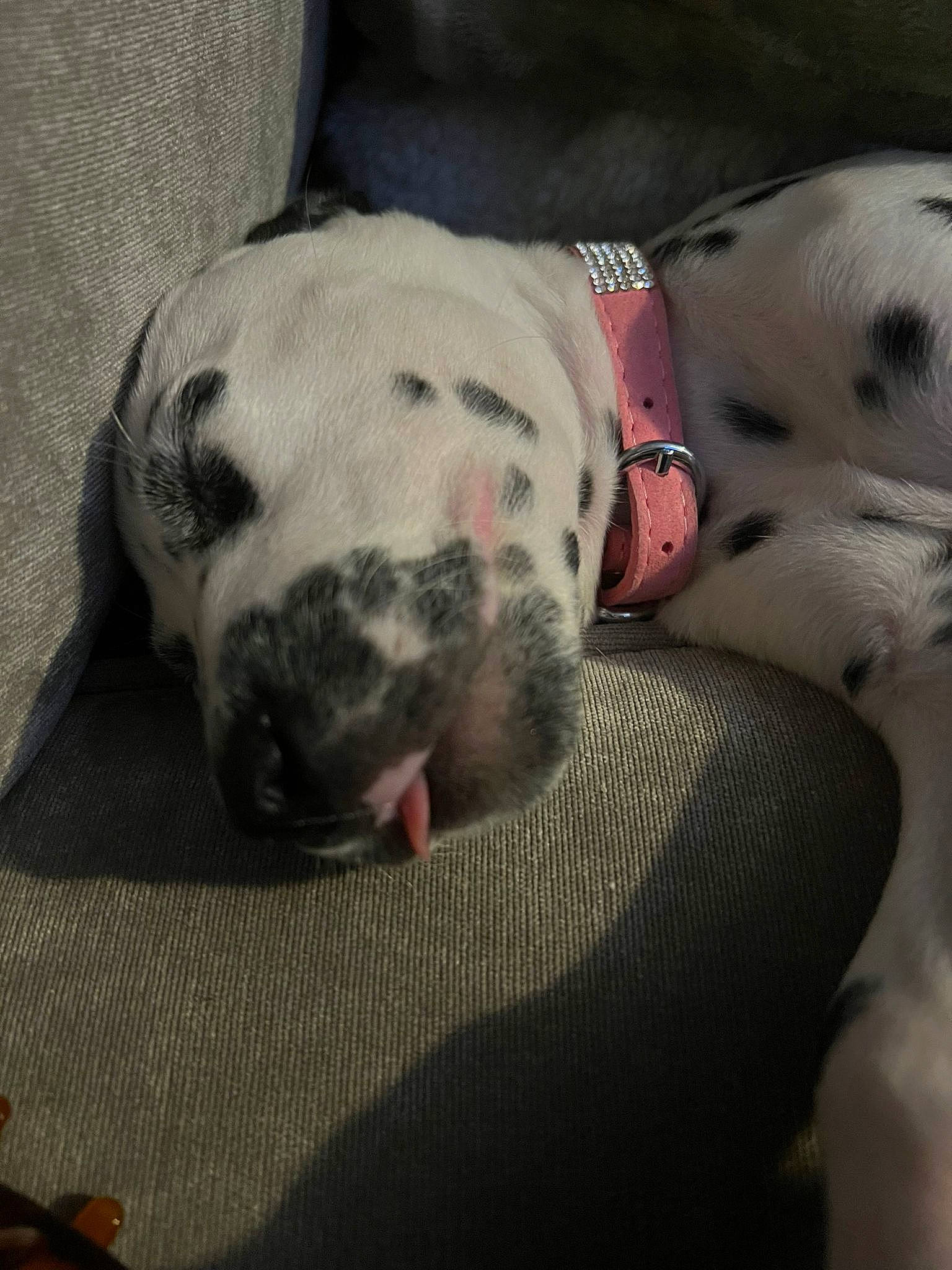 Perdy is registered to the contest to win money with this photo: carnivore, cloud, collar, comfort, companion_dog, dog, dog_breed, eye, fawn, fur, grey, head, nap, puppy_love, selfie, snout, sporting_group, terrestrial_animal, whiskers, working_animal