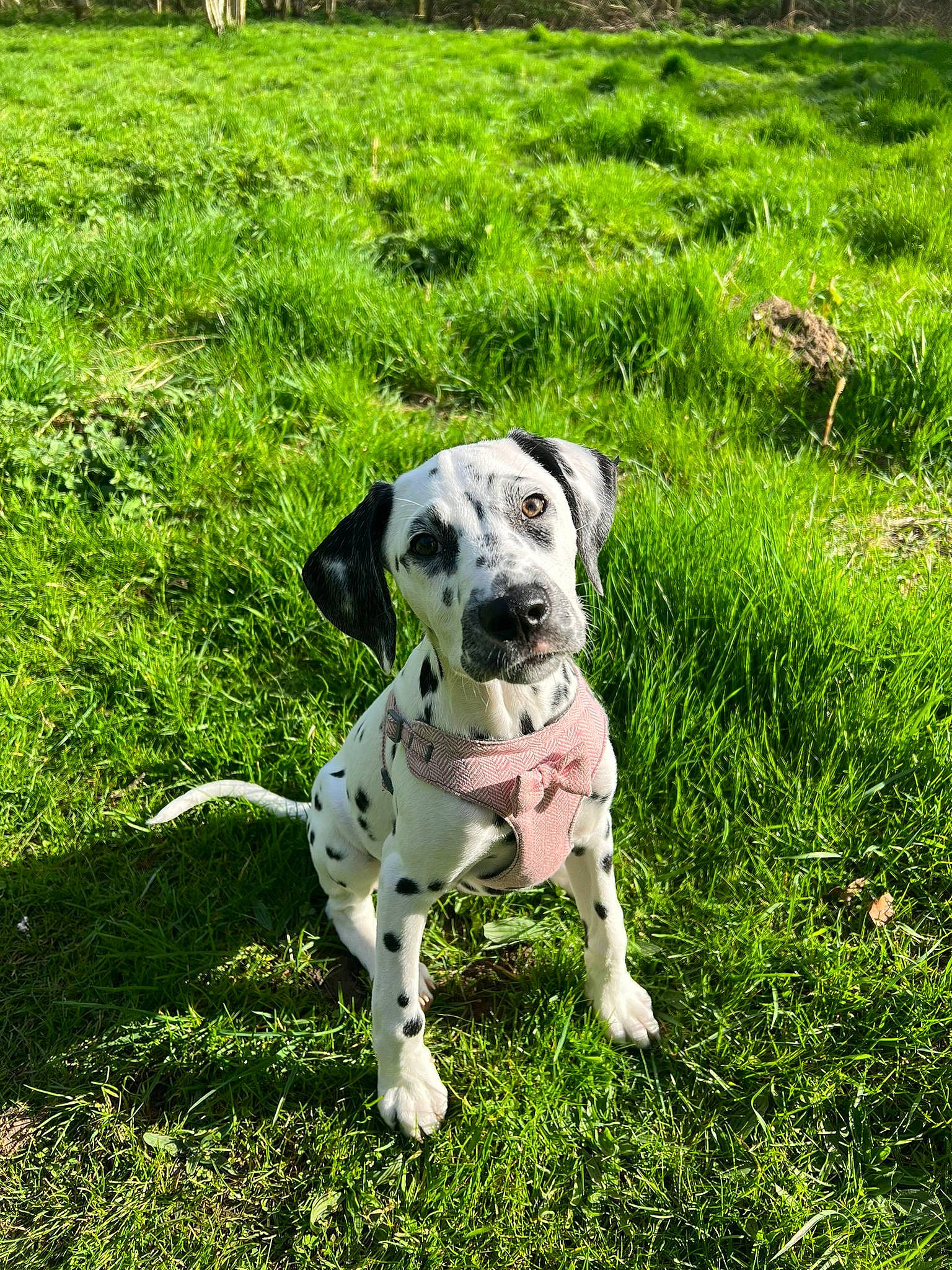 Perdy is registered to the contest to win money with this photo: carnivore, collar, companion_dog, dog, dog_breed, dog_collar, dog_supply, fawn, grass, grassland, groundcover, lawn, meadow, pet_supply, plant, snout, sporting_group, tail, terrestrial_animal, working_animal