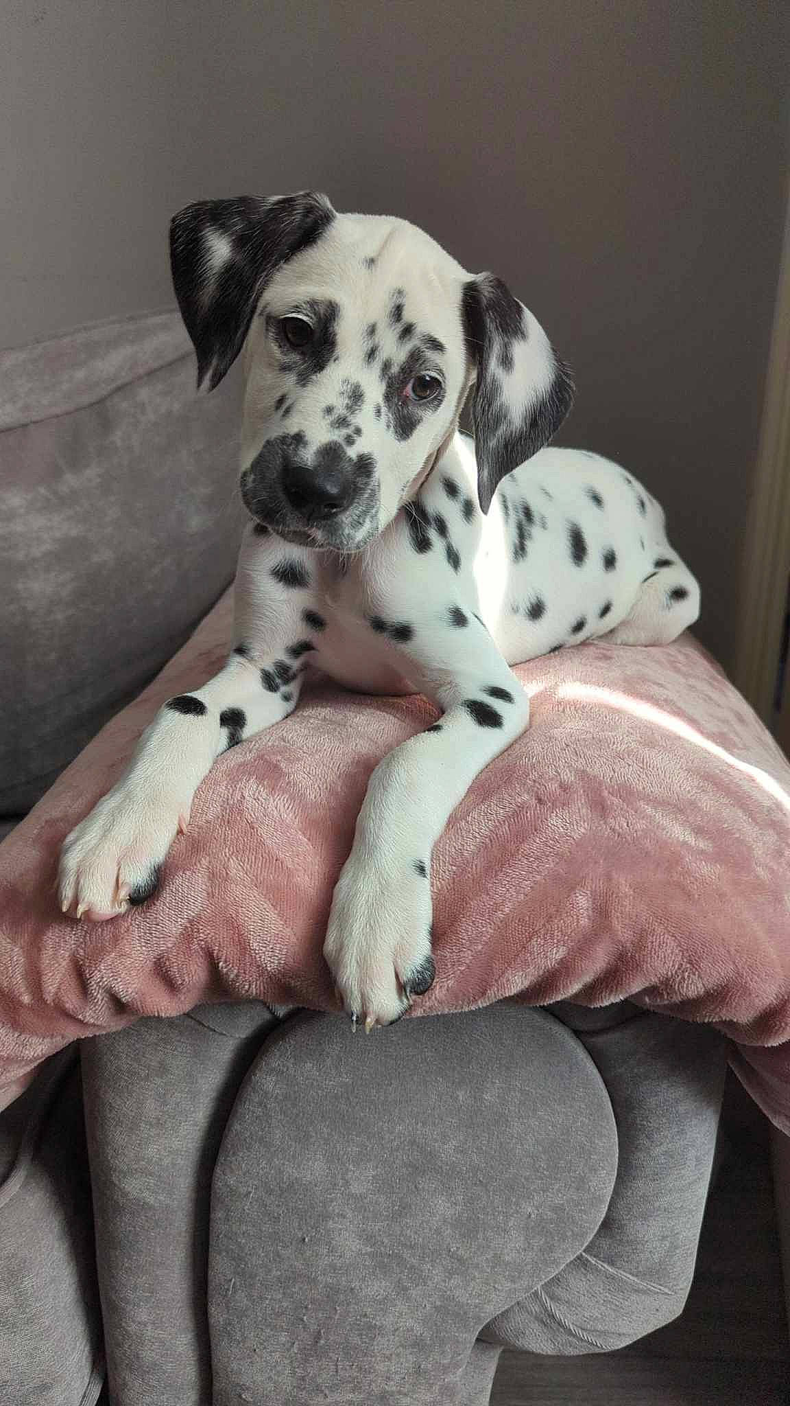 Perdy is registered to the contest to win money with this photo: bored, carnivore, comfort, companion_dog, dalmatian, dog, dog_breed, dog_supply, fawn, fur, non_sporting_group, paw, snout, sporting_group, terrestrial_animal, whiskers, working_animal