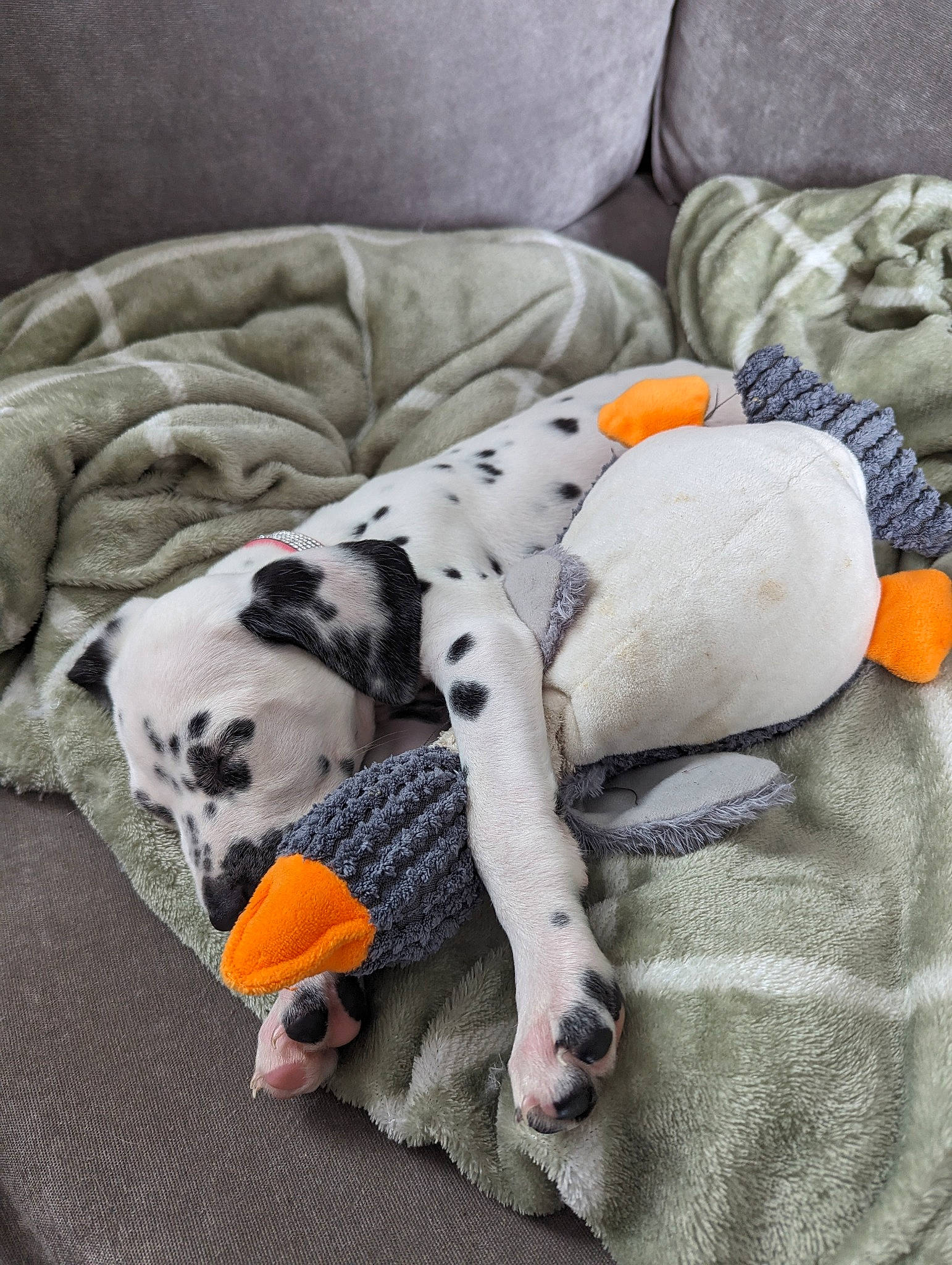 Perdy joined the competition — help win amazing prizes! bedding, canidae, carnivore, comfort, companion_dog, couch, dog, dog_breed, dog_supply, fawn, felidae, fur, grey, linens, pattern, sporting_group, stuffed_toy, textile, toy, working_animal