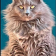 Gracie is registered to the contest to win money with this photo: alert, animal, background, cat, closeup, cute, ears, face, feline, fluffy, fur, gray, indoor, looking, majestic, pet, portrait, sitting, whiskers, yellow_eyes