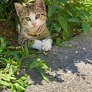Doja is registered to the contest to win money with this photo: kitten, cat, collar, pet, outdoor, plants, greenery, sunlight, nature, cute, young, fur, whiskers, paws, curious, animal, mammal, adorable, resting, closeup