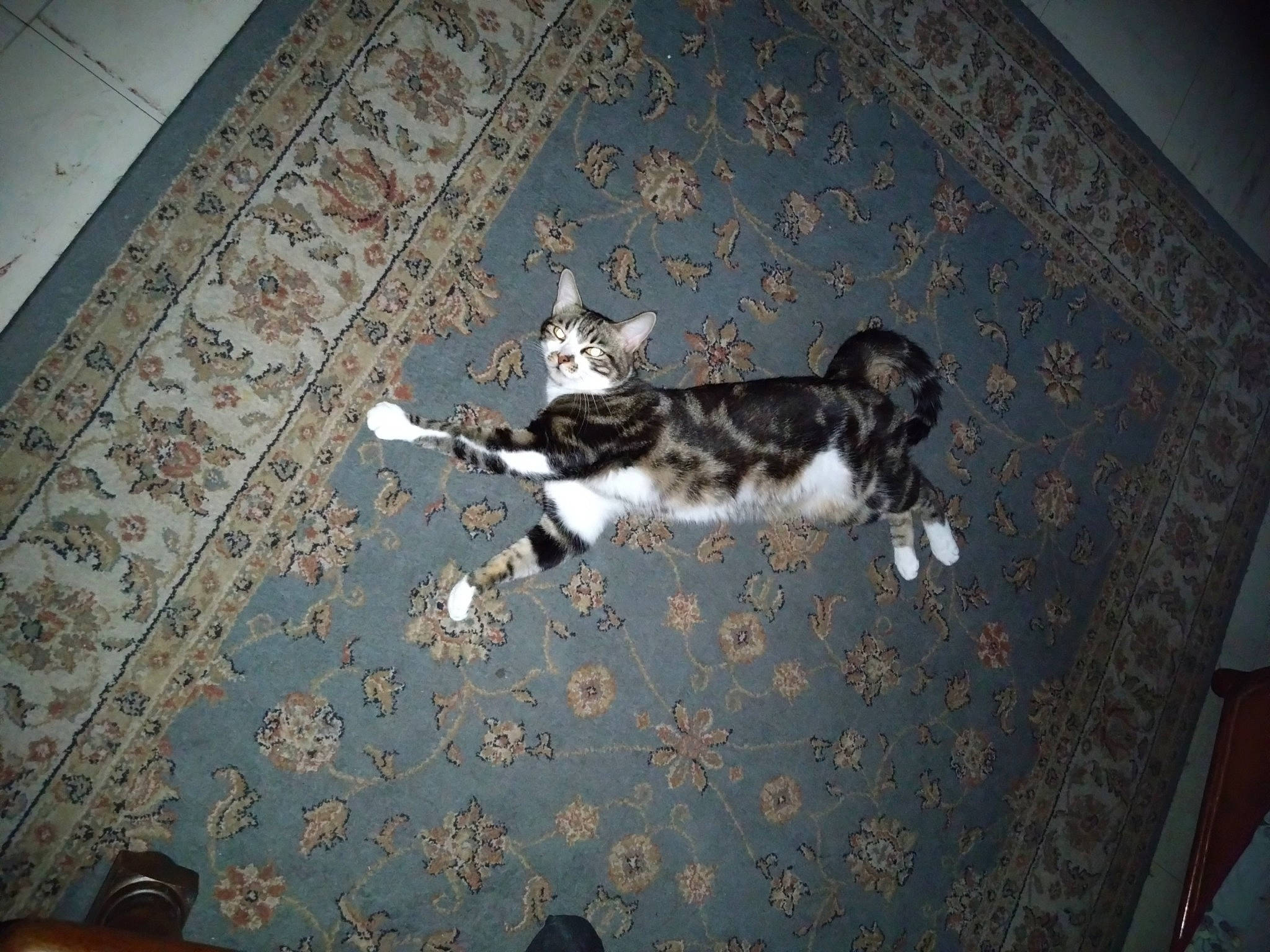 Bella a rejoint le concours — aidez-le/la à gagner de superbes lots ! brown, canidae, carnivore, cat, companion_dog, darkness, dog_breed, felidae, floor, flooring, fur, hardwood, room, sitting, small_to_medium_sized_cats, sporting_group, tail, tree, whiskers, wood