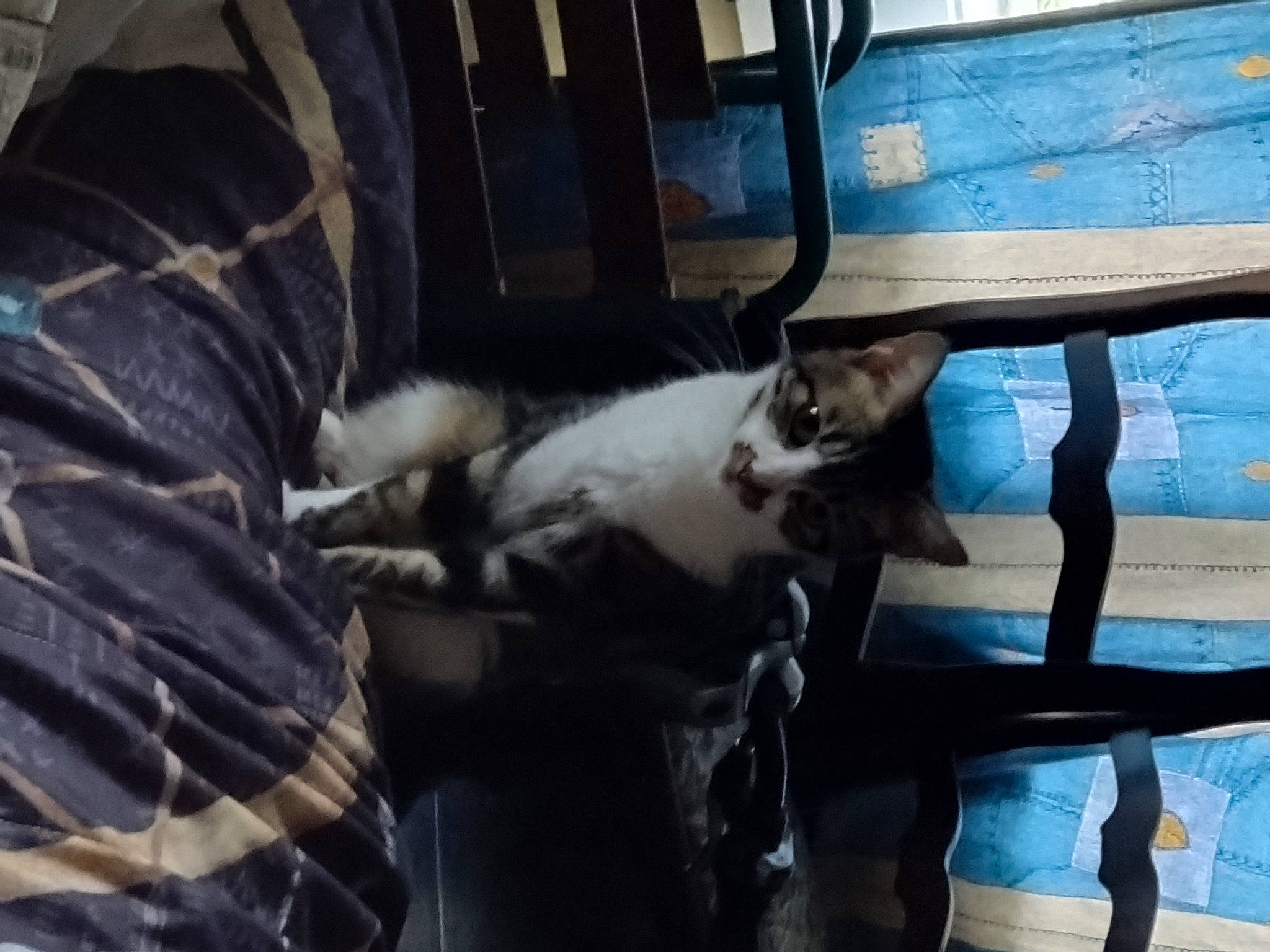 Bella participe au concours pour gagner de l'argent avec cette photo : canidae, carnivore, cat, comfort, dog_breed, domestic_short_haired_cat, felidae, fur, hardwood, small_to_medium_sized_cats, snout, tail, whiskers, window, wood, working_animal