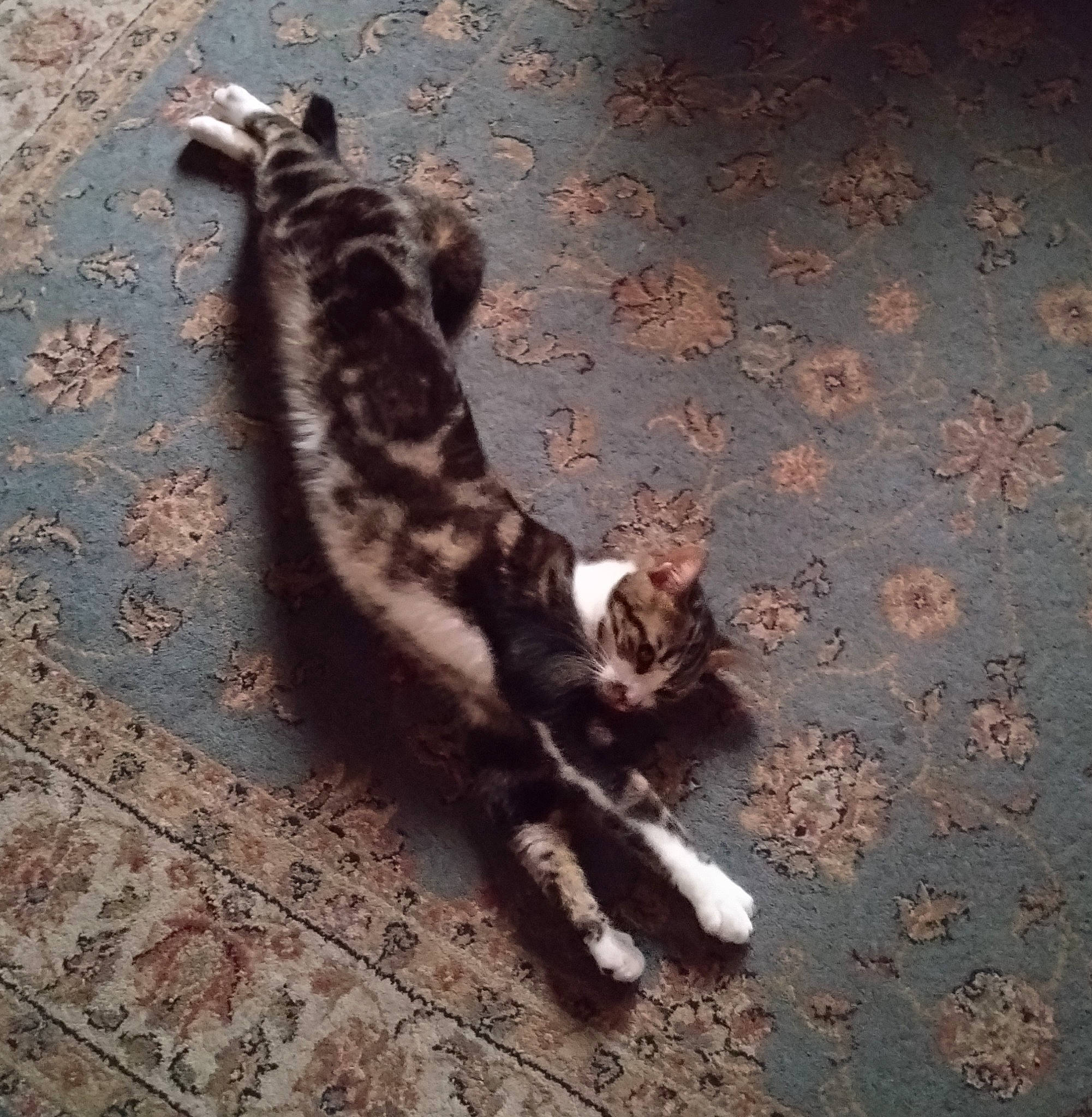 Bella a rejoint le concours — aidez-le/la à gagner de superbes lots ! asphalt, canidae, carnivore, cat, dog_breed, domestic_short_haired_cat, felidae, fur, paw, road_surface, sand, shadow, small_to_medium_sized_cats, soil, tail, terrestrial_animal, tints_and_shades, tree, whiskers, wood