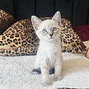 Cinderella is registered to the contest to win money with this photo: kitten, cat, blue_eyes, sitting, blanket, leopard_print, cushion, soft_texture, indoor, pet, cute, animal, feline, whiskers, ears, fur, young, small, alert, cozy