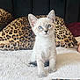 kitten, cat, blue_eyes, sitting, blanket, leopard_print, cushion, soft_texture, indoor, pet, cute, animal, feline, whiskers, ears, fur, young, small, alert, cozy