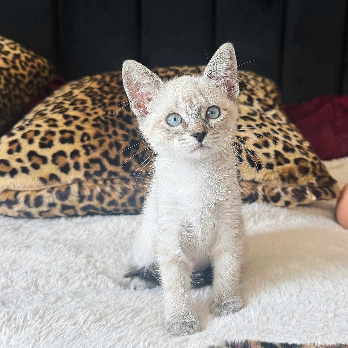Cinderella is registered to the contest to win money with this photo: alert, animal, blanket, blue_eyes, cat, cozy, cushion, cute, ears, feline, fur, indoor, kitten, leopard_print, pet, sitting, small, soft_texture, whiskers, young