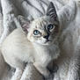 Cinderella is registered to the contest to win money with this photo: kitten, cat, blue_eyes, furry, pet, animal, cute, domestic, whiskers, ears, blanket, soft_texture, indoor, young, small, sitting, looking_up, cozy, fur, closeup