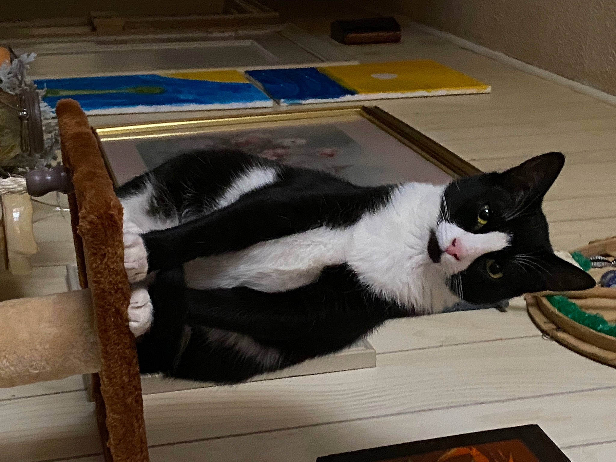 Uh-oh Oreo joined the competition — help win amazing prizes! box, carnivore, cat, comfort, domestic_short_haired_cat, felidae, flooring, fur, hardwood, room, small_to_medium_sized_cats, snout, table, tail, whiskers, wood