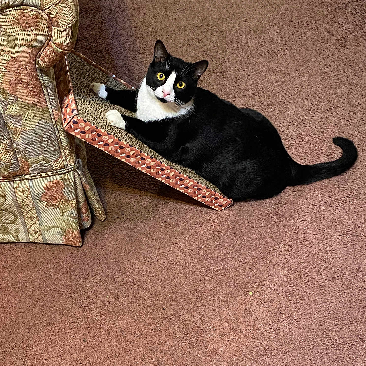 Miss Kitty joined the competition — help win amazing prizes! accessories, animal, architecture, armchair, blackcat, building, cat, chair, couch, furniture, hardwood, homedecor, indoors, kitten, livingroom, manx, pet, room, strap, wood