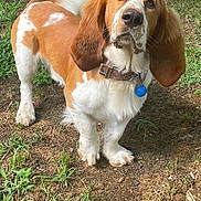Johnny Cash joined the competition — help win amazing prizes! dog, basset_hound, outdoor, grass, tree, collar, pet, animal, brown, white, ears, nose, tag, curious, looking_up, nature, yard, ground, canine, mammal