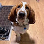 Johnny Cash is registered to the contest to win money with this photo: dog, puppy, brown_and_white, ears, floor, wooden_floor, indoor, pet, collar, tag, looking_up, close_up, toy, rug, animal, mammal, cute, companion, domestic, canine