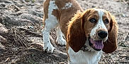 Johnny Cash is registered to the contest to win money with this photo: dog, basset_hound, outdoor, grass, dirt, leaves, fence, pet, animal, canine, happy, tongue_out, ears, tail, smiling, nature, daylight, playful, ground, fur